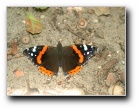 [Click to enlarge]